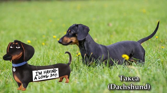 Тайная Жизнь Домашних Животных Породы Собак смотреть онлайн