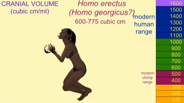 CRANIAL VOLUME IN Homo erectus смотреть онлайн