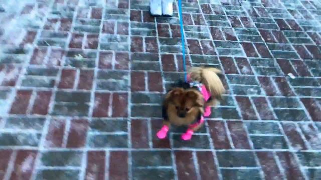 Обувь для Шпица Ева БонБон и шпиц Булька present Pomeranian shoes Eva Bonnie Eva BonBon spitz Bulka смотреть онлайн