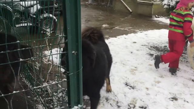 Мой веселый телёнок смотреть онлайн