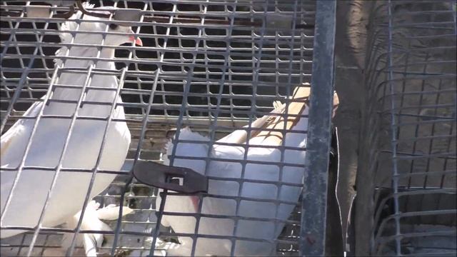 Сельские голуби. 27 08 2023г. Кропоткин ярмарка голубей. смотреть онлайн