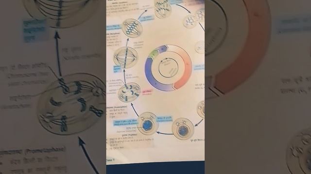 cell cycle #cell Division смотреть онлайн