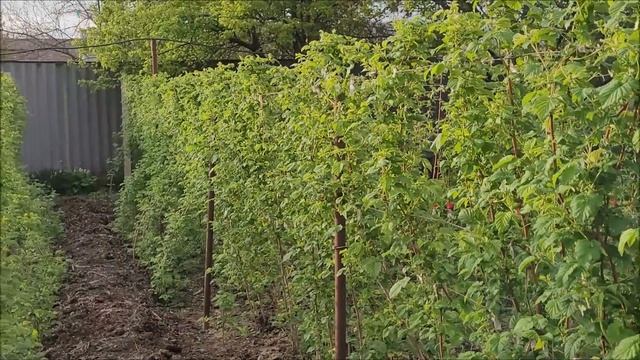 Светлоград. Голуби Михаила, Узбекские и сизые малоносые. смотреть онлайн