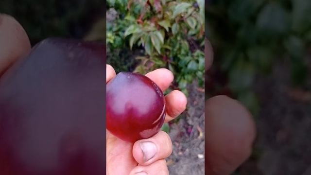 Слива Руби Кранч (Ruby Crunch)