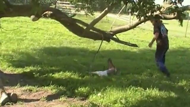 Critter Camp!!! - The Possum Posse смотреть онлайн