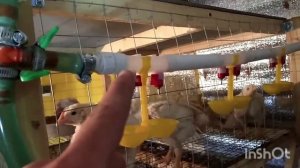 Поилка для наших #бройлеров в клетке