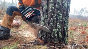 Валка дерева новая бензопила Husqvarna 555