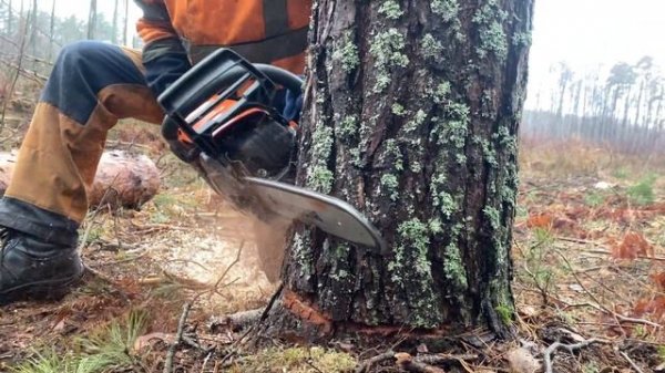 Валка дерева новая бензопила Husqvarna 555