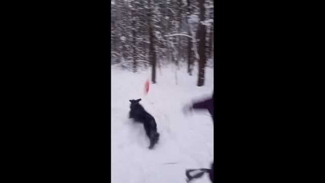 Собака-гуляка-играка смотреть онлайн