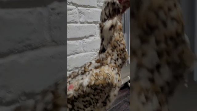 Чистая немка от Империя Шамо смотреть онлайн