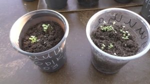 Как я вырастил душицу (орегано) из семян