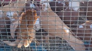 Ярмарка голубей, часть 2. Город Благодарный.