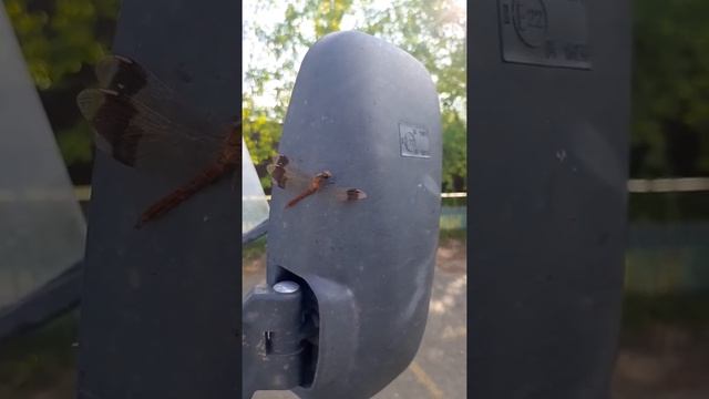 Попрыгунья стрекоза. Басня смотреть онлайн