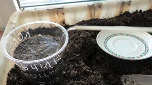 Посев колокольчика молочноцветкового на рассаду, первые всходы.