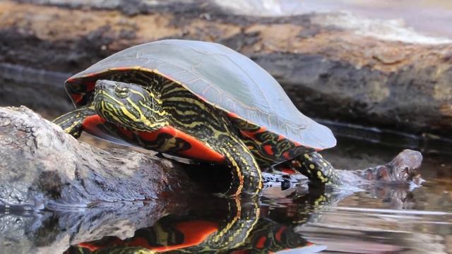 Western Painted Turtle смотреть онлайн
