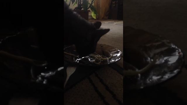 Кот-любитель спагетти смотреть онлайн