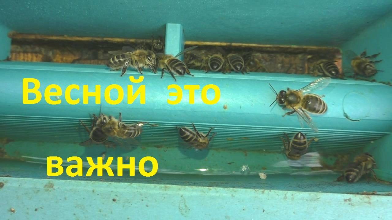Что важно для пчел в апреле смотреть онлайн