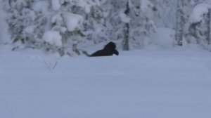 ОХОТА НА ГЛУХАРЯ С МЕЛКАШКОЙ. КАК ЭТО БЫЛО. РЕДКИЕ КАДРЫ. ПОДРАНКОВ НЕТ, ЕСТЬ ПОЛНОЕ ВИДЕО НА КАНАЛ