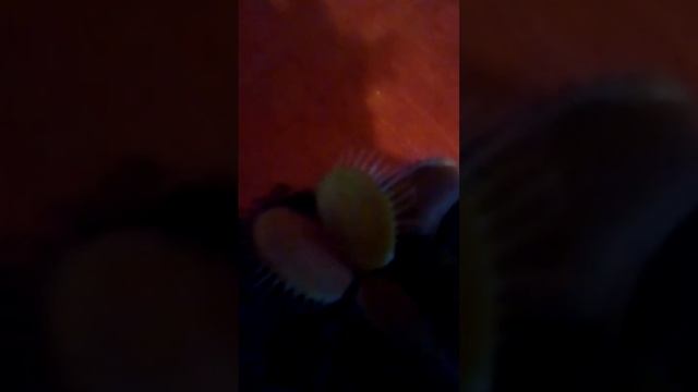 Rogor gavzardot dionea смотреть онлайн