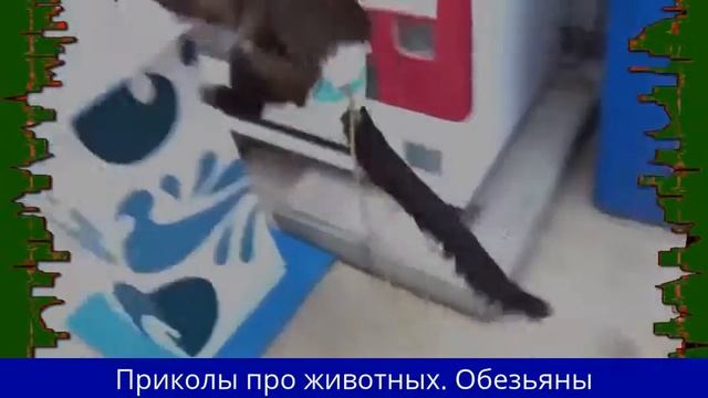 Обезьяны Смешные Приколы Веселые приматы смотреть онлайн