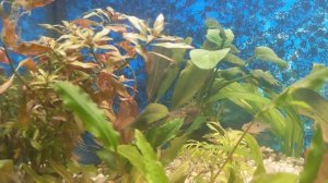 Запустил 180 литров на даче с Боливийской бабочкой.🔥