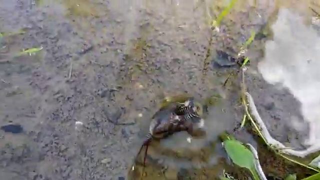 ЩИТНИ смотреть онлайн