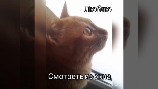 стих( Рыжика🐈❤️)😳🌝🗽 смотреть онлайн