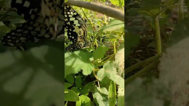 Butterflies in the garden😍😍😍@SpiritualHealing-w7e смотреть онлайн