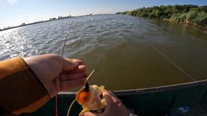 2024 год август 28, с. Вышка, Астраханская область / судак, сомик.