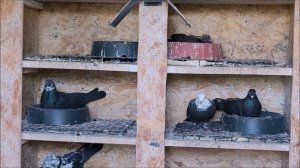 Сельские голуби. 21 06 2022 года, часть 1. Осетия - Беслан. Бойные голуби, в гостях у Алана.