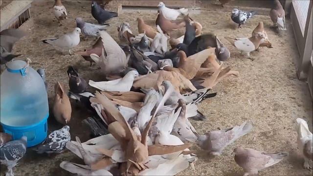 Сельские голуби. Владикавказ в гостях у Юрия. смотреть онлайн