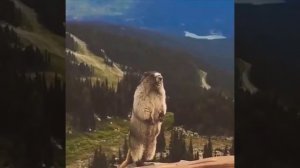 Орущий бобёр