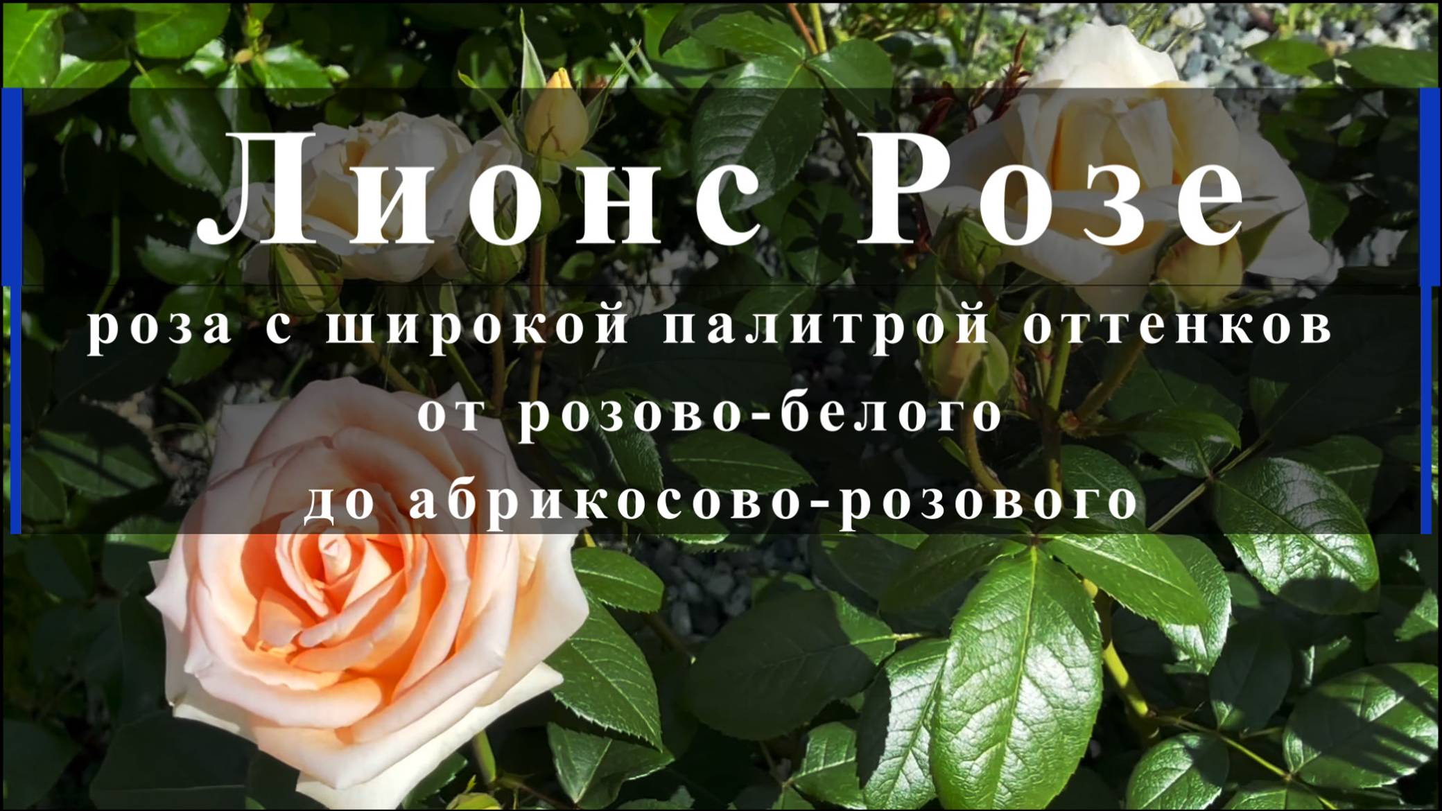 Лионс Розе - роза с широкой палитрой оттенков от розово-бонс розе роза с широкой палитрой оттенков смотреть онлайн