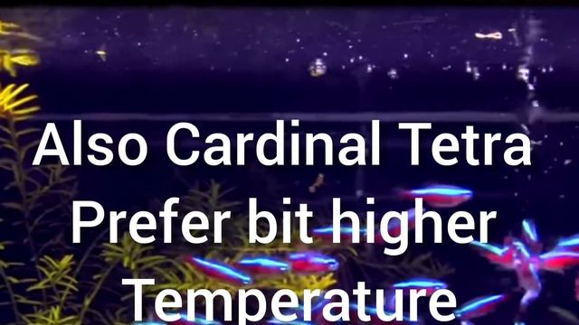 All about Cardinal and Neon Tetra смотреть онлайн
