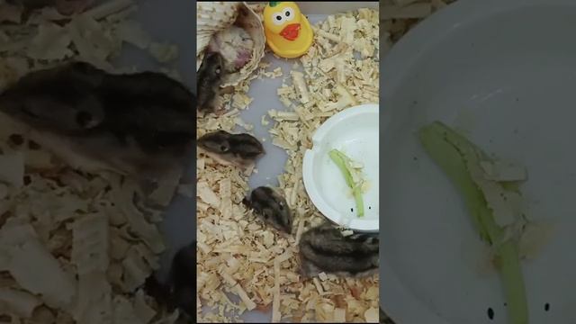 My Lovely Hamster Family Daily Life смотреть онлайн