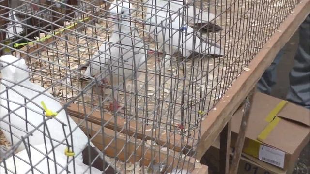 26 02 2023 г часть 4 г Кропоткин ярмарка голубей декоративных птиц. смотреть онлайн