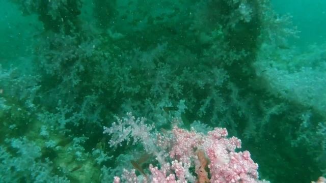 Hin Khao Reef pinnacle near Bara estuary and Lipe Island. Very beautiful soft coral. смотреть онлайн