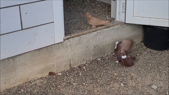 Голуби и голубятник, станица Новотроицкая. В гостях у Алексея. смотреть онлайн