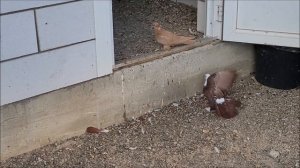 Голуби и голубятник, станица Новотроицкая. В гостях у Алексея.