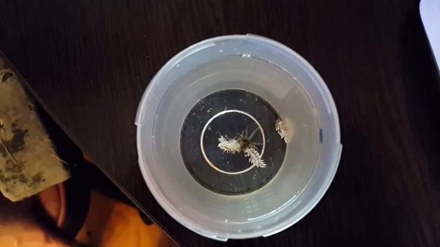 Berghia eats aiptasia смотреть онлайн