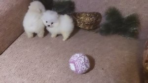 померанский шпиц мини