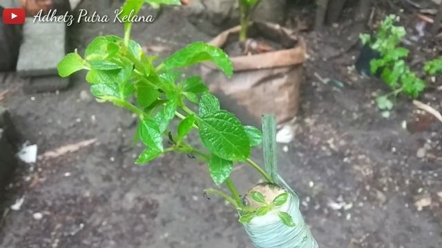 Review Hasil Sambung Sisip Tanaman Hias Lantana 100% Berhasil