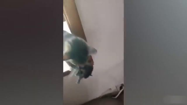 Подборка лучших приколов с животными! Смешное видео про животных, есть коты, собаки! смотреть онлайн