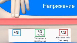 Основные свойства пульса | Medanatfarm