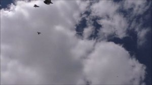 Сельские голуби. 10 05 2022 г. В гостях у Артура, г Краснодар.