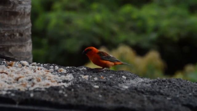 Les oiseaux de l'Ile Maurice смотреть онлайн