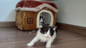 Маленькие забавные котята и их прогулка.