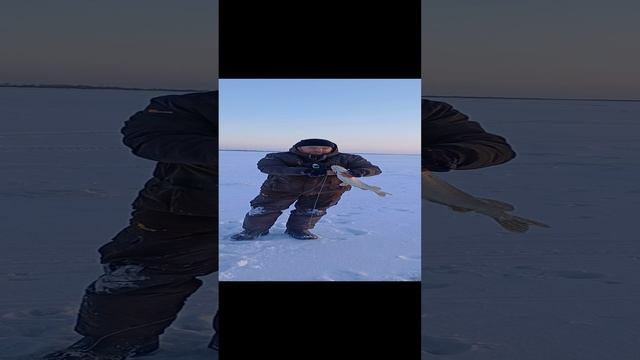 Рыбалка на жерлицы. #рыбалка #зимняярыбалка2024 #рыбалкавхмао #Рыбалкавнижневартовске #охотаирыбал смотреть онлайн