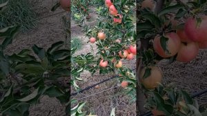 яблоня Амброзия