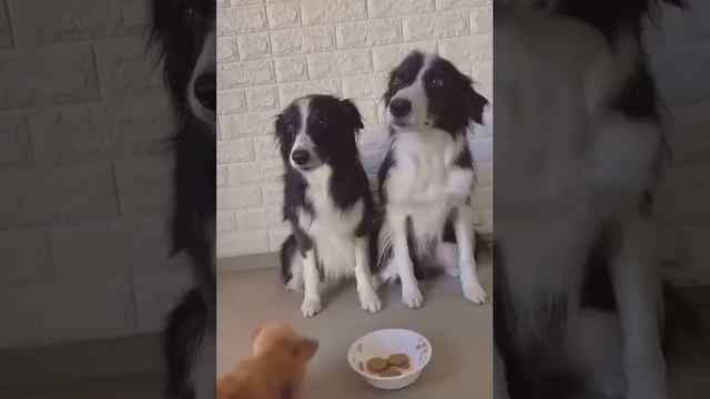 Какие собаки умные🤣 смотреть онлайн